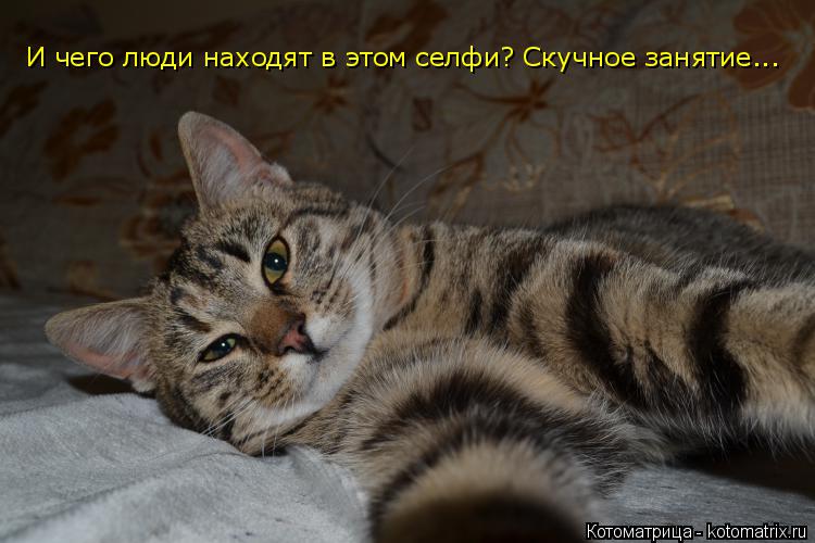 Котоматрица: И чего люди находят в этом селфи? Скучное занятие...