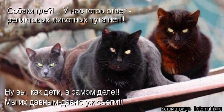 Котоматрица: Собаки где?!... У нас готов ответ - реликтовых животных тута нет!! Ну вы, как дети, в самом деле!! Мы их давным-давно уж съели!!