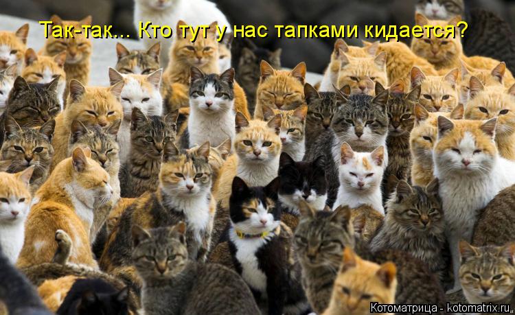Котоматрица: Так-так... Кто тут у нас тапками кидается?