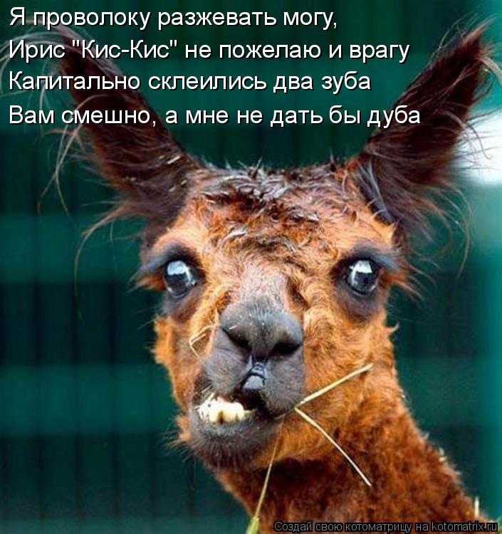 Котоматрица: Я проволоку разжевать могу, Ирис "Кис-Кис" не пожелаю и врагу Капитально склеились два зуба Вам смешно, а мне не дать бы дуба