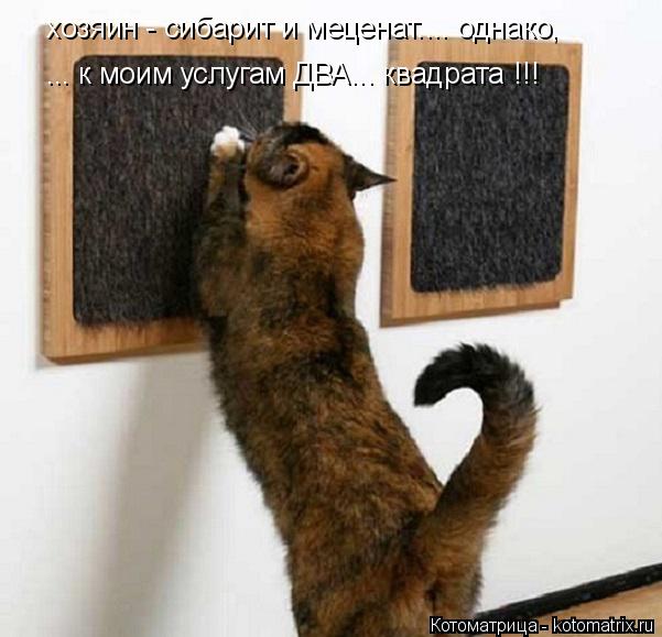 Котоматрица: хозяин - сибарит и меценат.... однако, ... к моим услугам ДВА... квадрата !!!