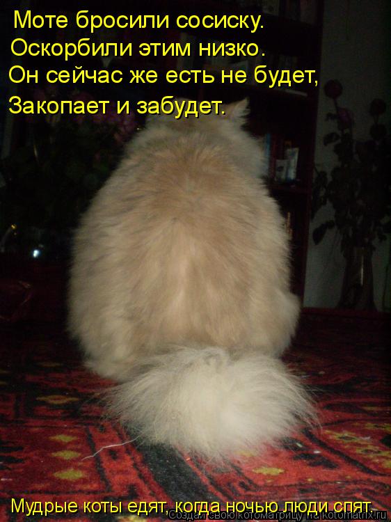 Котоматрица: Мудрые коты едят, когда ночью люди спят. Моте бросили сосиску. Оскорбили этим низко. Он сейчас же есть не будет, Закопает и забудет.