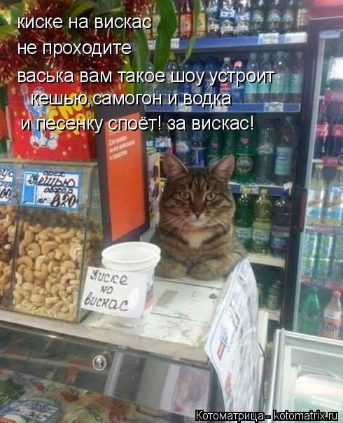 Котоматрица: киске на вискас не проходите васька вам такое шоу устроит и песенку споёт! за вискас!  кешью,самогон и водка