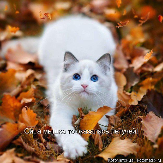 Котоматрица: Ой, а мышка то оказалась летучей!