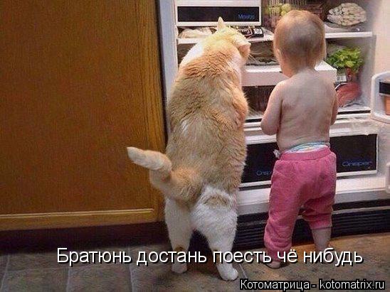 Котоматрица: Братюнь достань поесть чё нибудь