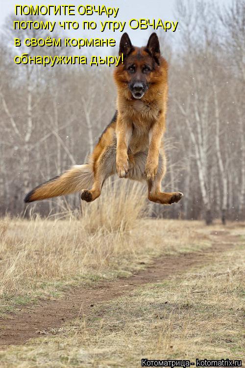 Котоматрица: ПОМОГИТЕ ОВЧАру потому что по утру ОВЧАру  в своём кормане обнаружила дыру!