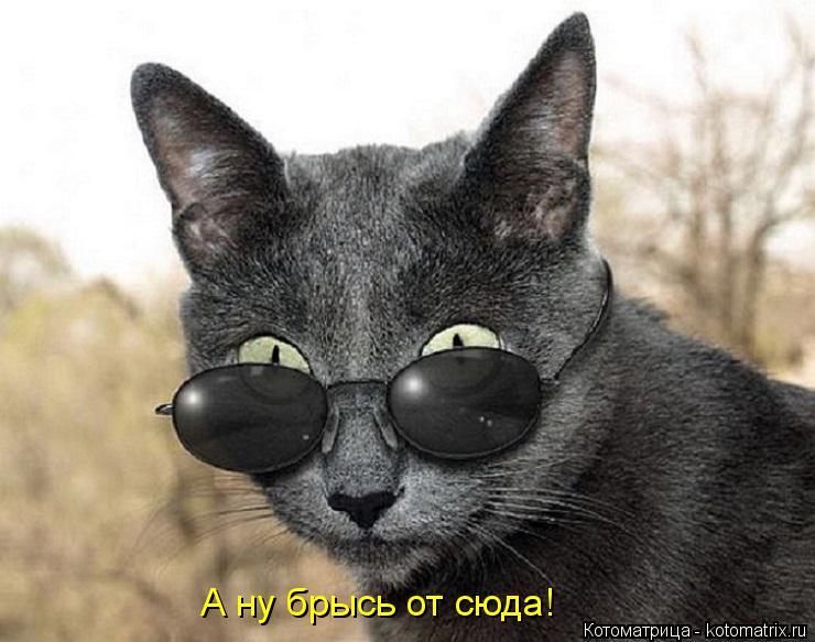 Котоматрица: А ну брысь от сюда!