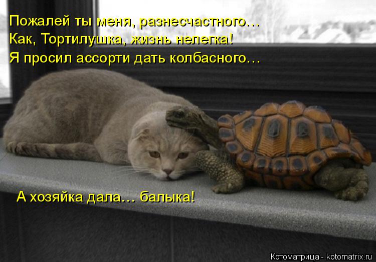 Котоматрица: Пожалей ты меня, разнесчастного… Как, Тортилушка, жизнь нелегка! Я просил ассорти дать колбасного… А хозяйка дала… балыка!