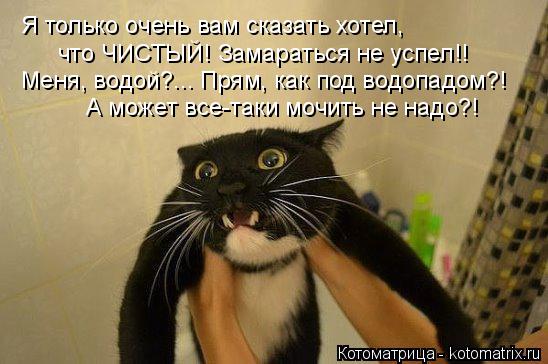Котоматрица: Я только очень вам сказать хотел,  что ЧИСТЫЙ! Замараться не успел!! Меня, водой?... Прям, как под водопадом?! А может все-таки мочить не надо?!
