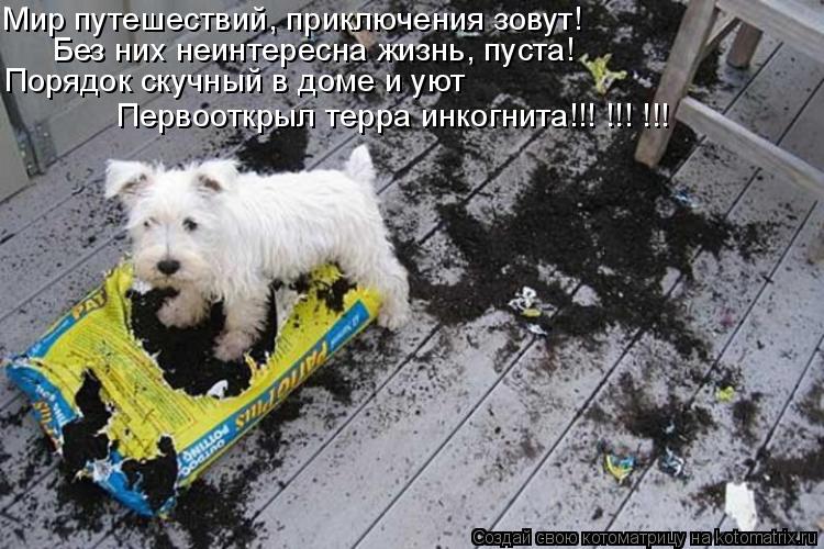 Котоматрица: Мир путешествий, приключения зовут! Без них неинтересна жизнь, пуста! Порядок скучный в доме и уют Первооткрыл терра инкогнита!!! !!! !!!