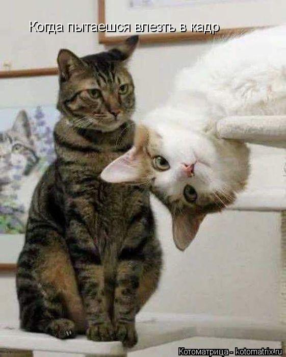 Котоматрица: Когда пытаешся влезть в кадр