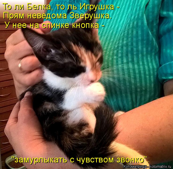 То ли Белка, то ль Игрушка - Прям неведома Зверушка. У нее на спинке кнопка - "замурлыкать с чувство... Котоматрица: То ли Белка, то ль Игрушка - Прям неведома Зверушка. У нее на спинке кнопка - "замурлыкать с чувством звонко".