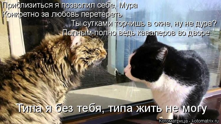Котоматрица: Приблизиться я позволил себе, Мура Конкретно за любовь перетереть Ты сутками торчишь в окне, ну не дура? Полным-полно ведь кавалеров во двор
