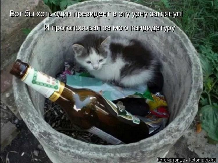 Котоматрица: Вот бы хоть один президент в эту урну заглянул! И проголосовал за мою кандидатуру