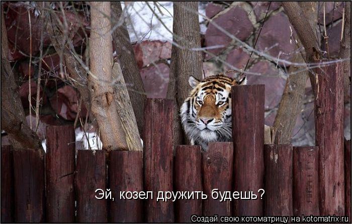 Котоматрица: Эй, козел дружить будешь?