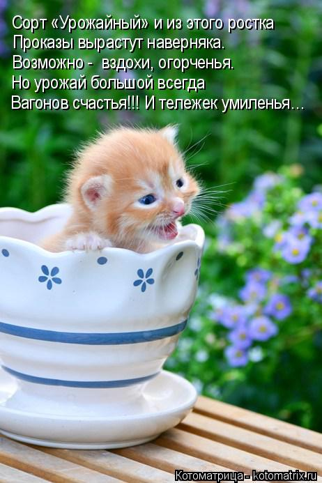 Котоматрица: Сорт «Урожайный» и из этого ростка Проказы вырастут наверняка. Возможно -  вздохи, огорченья. Но урожай большой всегда  Вагонов счастья!!! И т