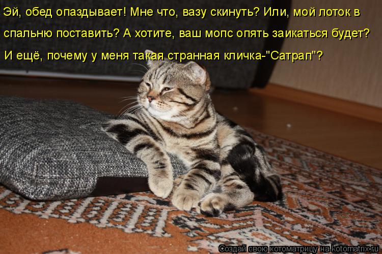 Котоматрица: Эй, обед опаздывает! Мне что, вазу скинуть? Или, мой лоток в спальню поставить? А хотите, ваш мопс опять заикаться будет?  И ещё, почему у меня т