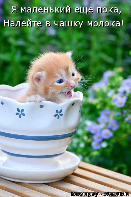 Котоматрица: Я маленький еще пока, Налейте в чашку молока!