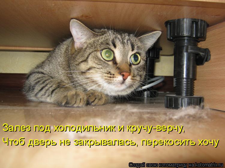 Котоматрица: Чтоб дверь не закрывалась, перекосить хочу Залез под холодильник и кручу-верчу,