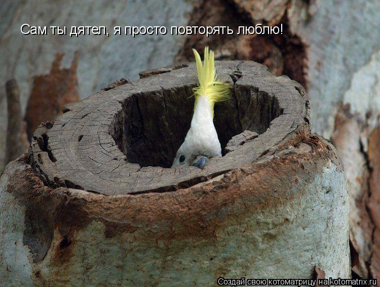 Котоматрица: Сам ты дятел, я просто повторять люблю!