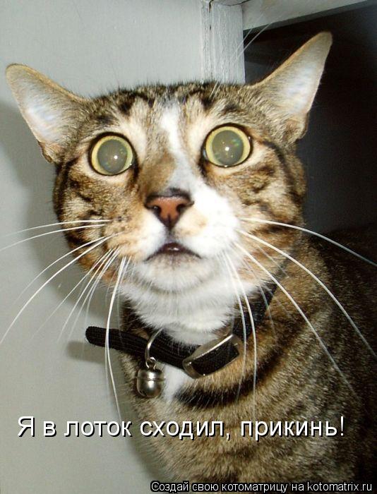 Котоматрица: Я в лоток сходил, прикинь!