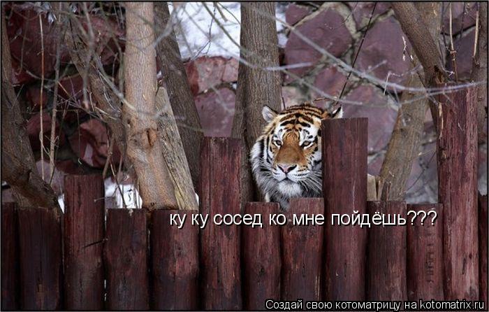 Котоматрица: ку ку сосед ко мне пойдёшь???
