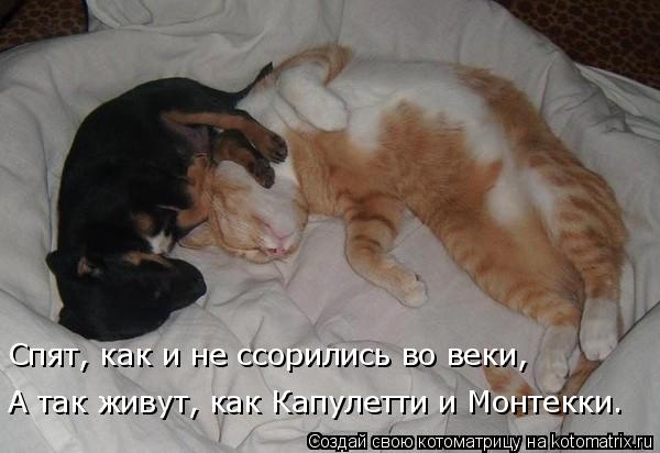 Котоматрица: Спят, как и не ссорились во веки, А так живут, как Капулетти и Монтекки.