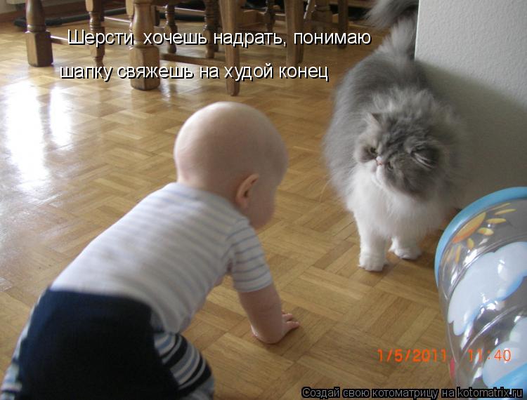 Котоматрица: Шерсти  хочешь надрать, понимаю шапку свяжешь на худой конец