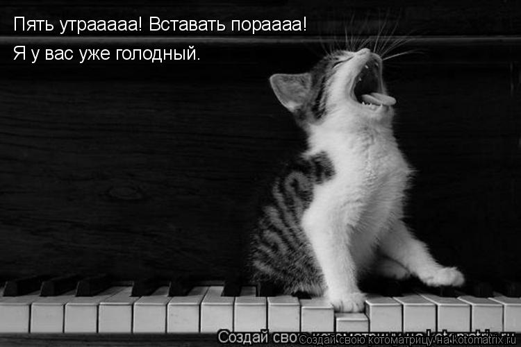 Котоматрица: Пять утрааааа! Вставать пораааа! Я у вас уже голодный.
