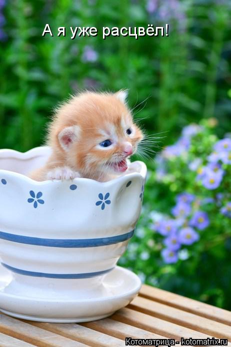 Котоматрица: А я уже расцвёл!