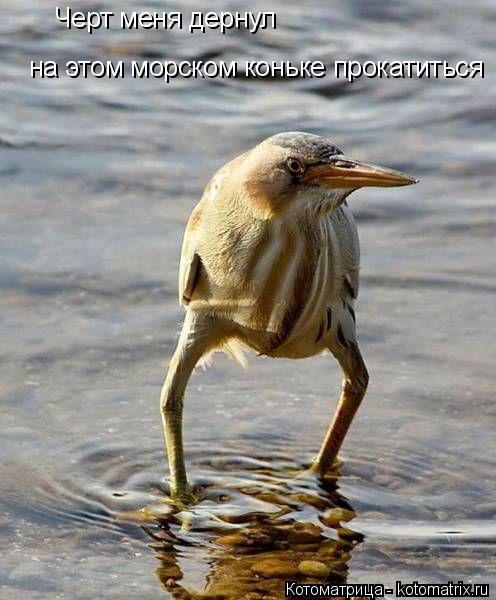 Котоматрица: Черт меня дернул  на этом морском коньке прокатиться