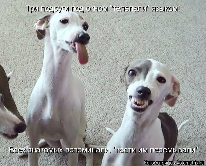 Котоматрица: Три подруги под окном "телепали" языком! Всех знакомых вспоминали, "кости им перемывали"!