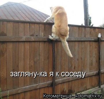 Котоматрица: загляну-ка я к соседу