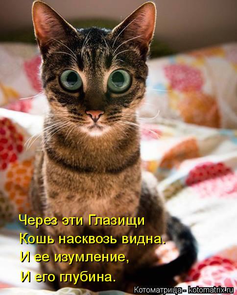 Котоматрица: Через эти Глазищи Кошь насквозь видна. И ее изумление,  И его глубина.