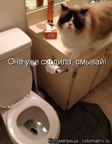 Котоматрица: Она уже сходила, смывай!