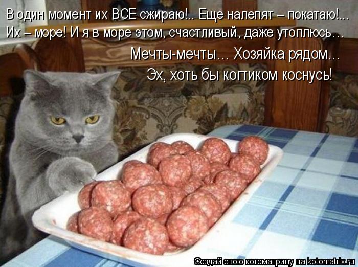 Котоматрица: В один момент их ВСЕ сжираю!.. Еще налепят – покатаю!... Их – море! И я в море этом, счастливый, даже утоплюсь… Мечты-мечты… Хозяйка рядом… Эх,