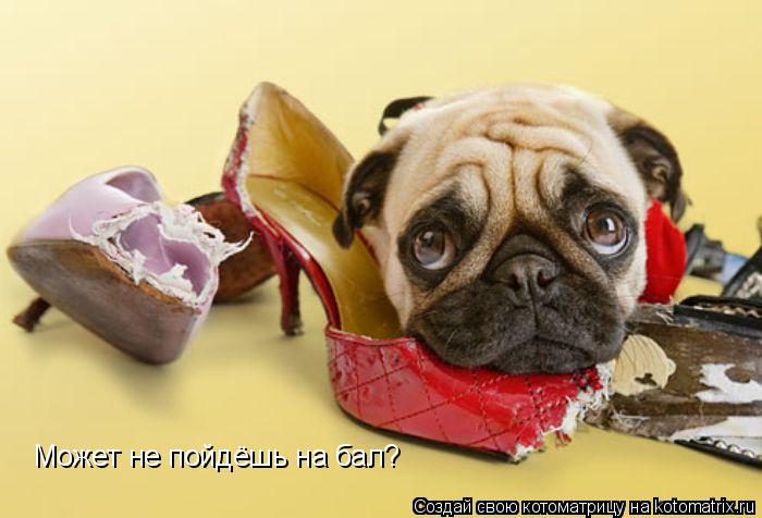 Котоматрица: Может не пойдёшь на бал?