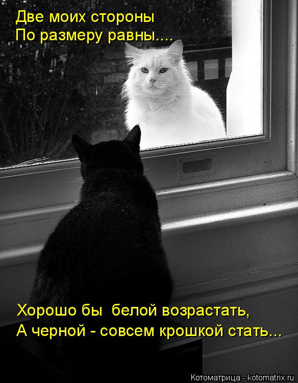 Котоматрица: Две моих стороны По размеру равны.... А черной - совсем крошкой стать... Хорошо бы  белой возрастать,