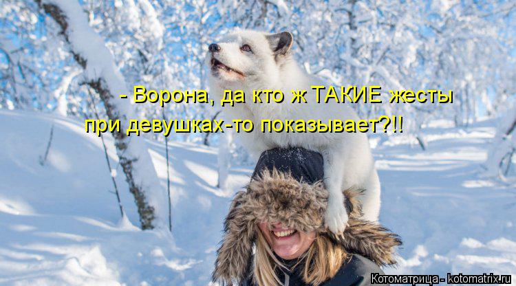 Котоматрица: - Ворона, да кто ж ТАКИЕ жесты при девушках-то показывает?!!