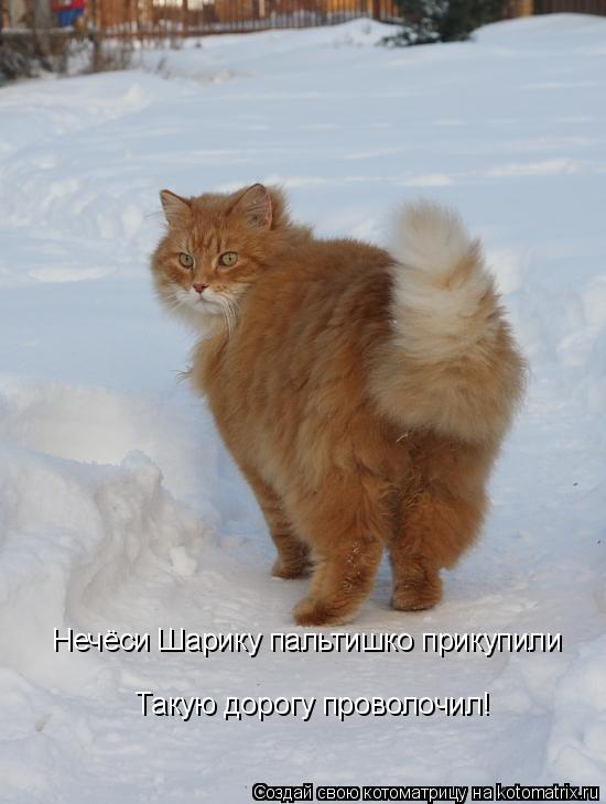 Котоматрица: Нечёси Шарику пальтишко прикупили Такую дорогу проволочил!