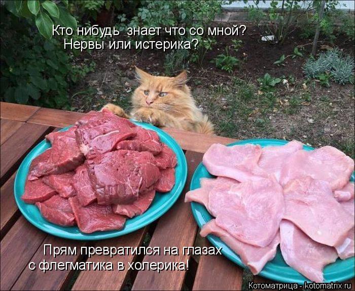 Котоматрица: Кто нибудь  знает что со мной? Нервы или истерика? Прям превратился на глазах  с флегматика в холерика!