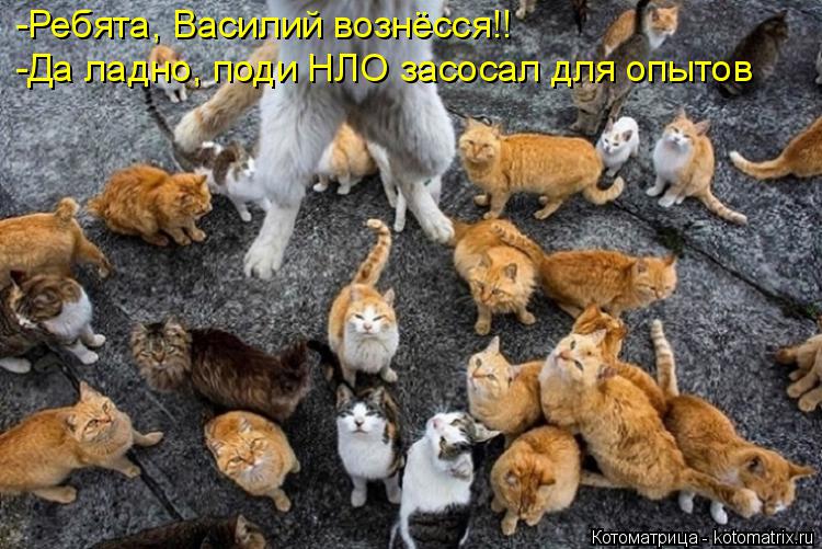 Котоматрица: -Ребята, Василий вознёсся!! -Да ладно, поди НЛО засосал для опытов