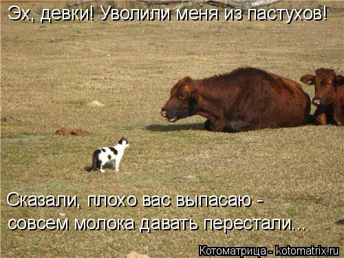 Котоматрица: Эх, девки! Уволили меня из пастухов! Сказали, плохо вас выпасаю - совсем молока давать перестали...