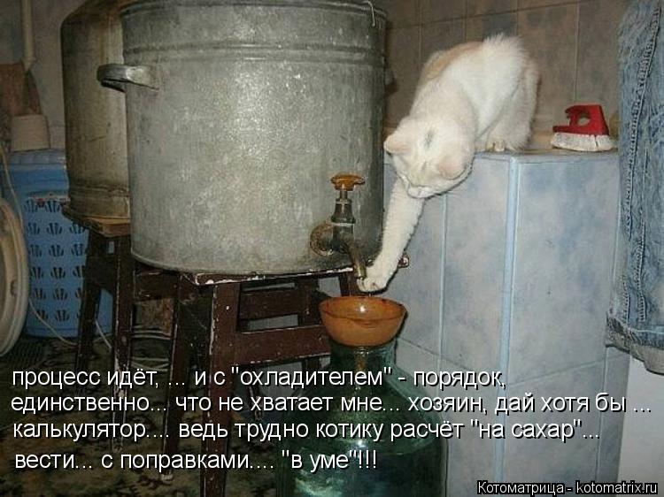 Котоматрица: процесс идёт, ... и с "охладителем" - порядок, единственно... что не хватает мне... хозяин, дай хотя бы ... калькулятор.... ведь трудно котику расчёт 