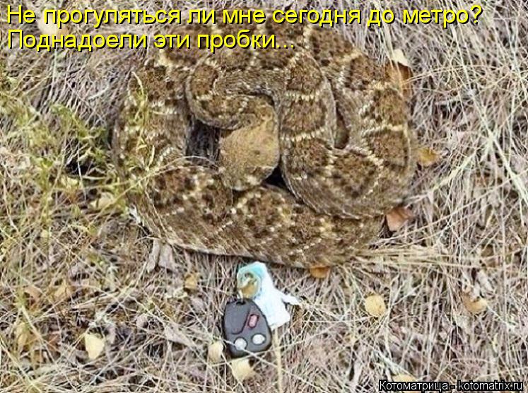 Котоматрица: Не прогуляться ли мне сегодня до метро? Поднадоели эти пробки...
