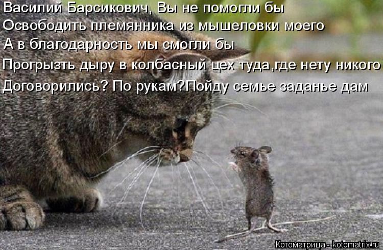 Котоматрица: Василий Барсикович, Вы не помогли бы Освободить племянника из мышеловки моего А в благодарность мы смогли бы Прогрызть дыру в колбасный це