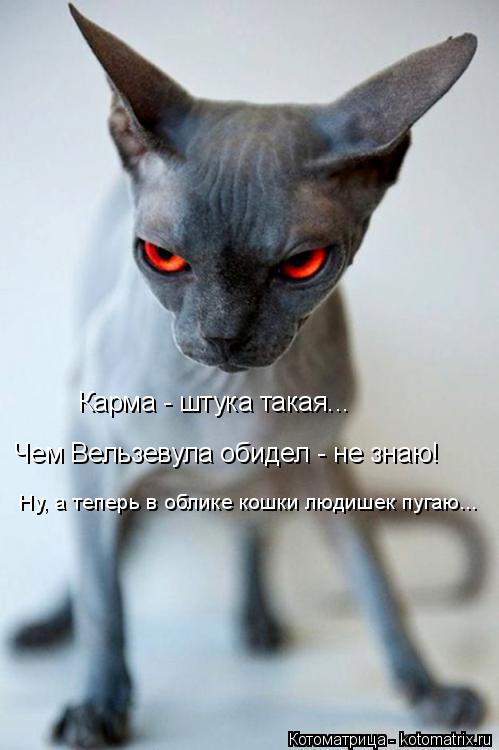 Котоматрица: Карма - штука такая Карма - штука такая, чем Вельзевула обидел - не знаю! Ну а теперь в облике кошки людишек пугаю! Карма - штука такая... Чем Вел