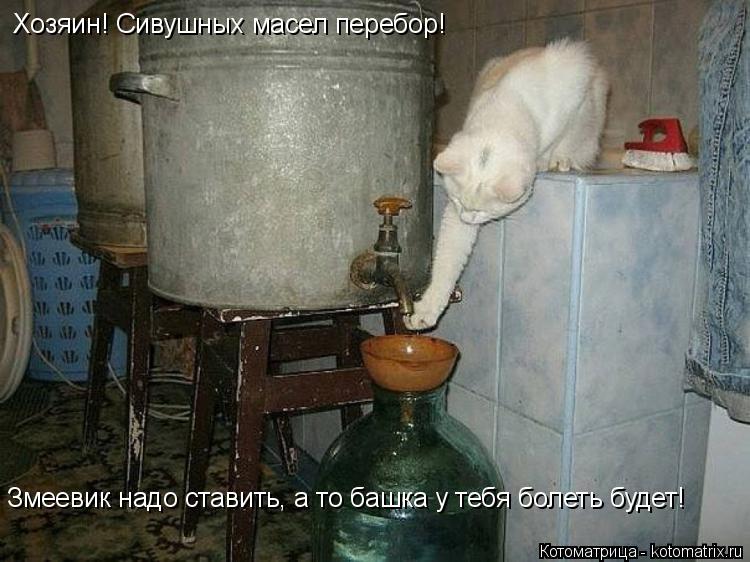 Котоматрица: Хозяин! Сивушных масел перебор! Змеевик надо ставить, а то башка у тебя болеть будет!