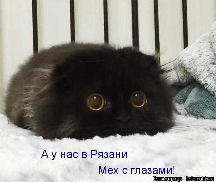 Котоматрица: А у нас в Рязани Мех с глазами!