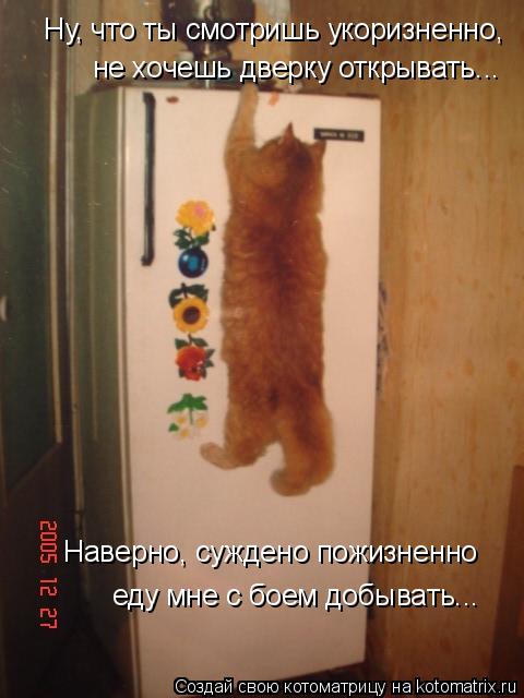 Котоматрица: Ну, что ты смотришь укоризненно,  не хочешь дверку открывать... Наверно, суждено пожизненно еду мне с боем добывать...